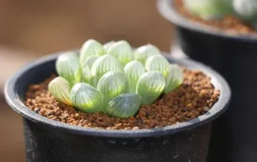 多肉植物 ハオルチアの育て方：絶対成功！初心者も驚く簡単ケア